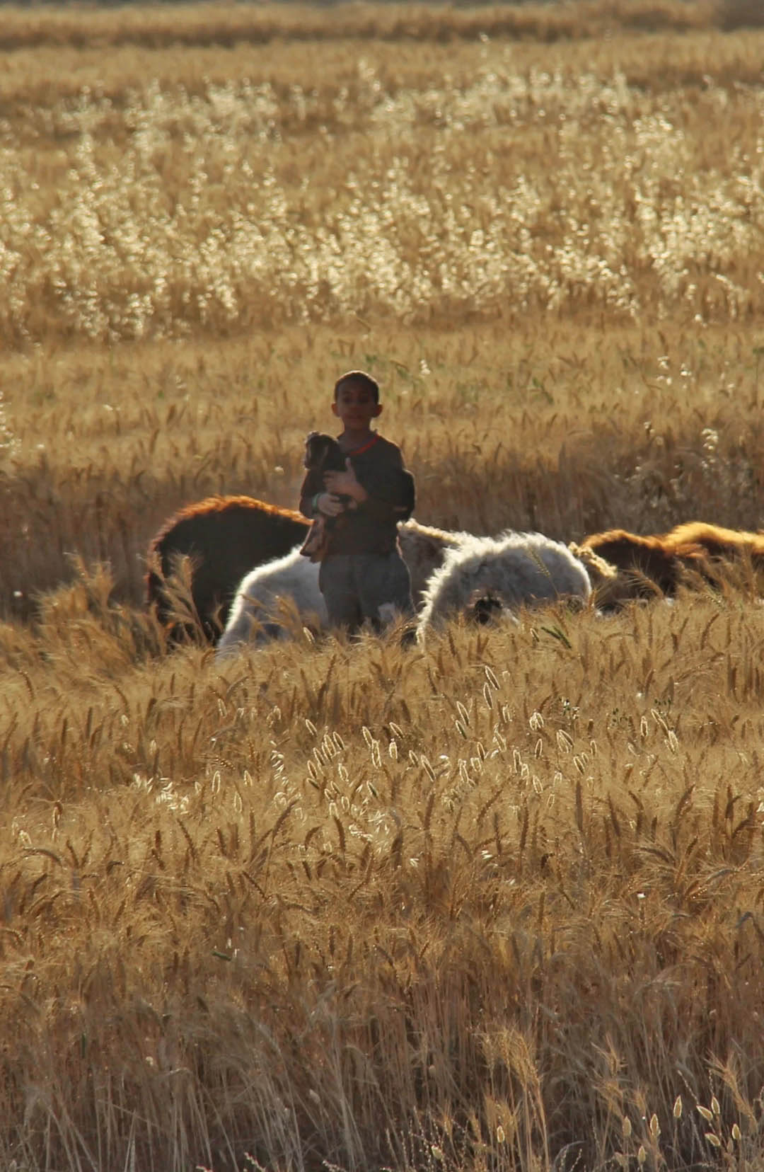 2025-11-luxor صور